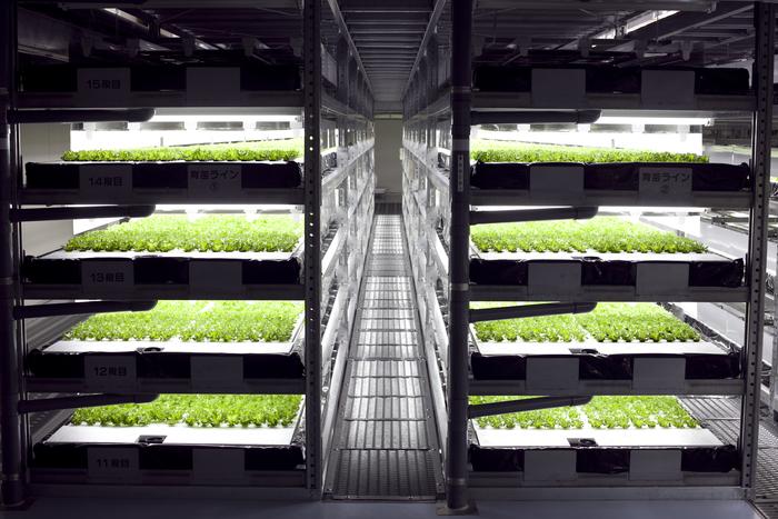 Vertical farming could be one of the answers