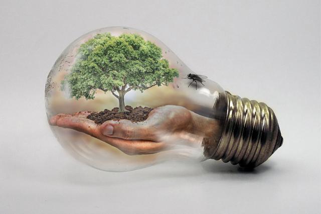 bulb